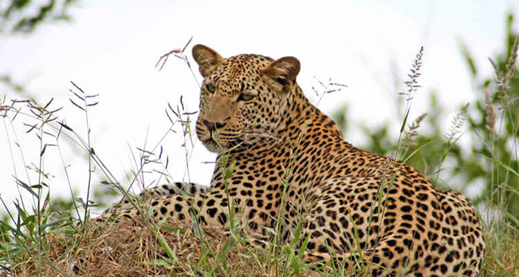 Delhi Jaipur Agra with Leopard Safari