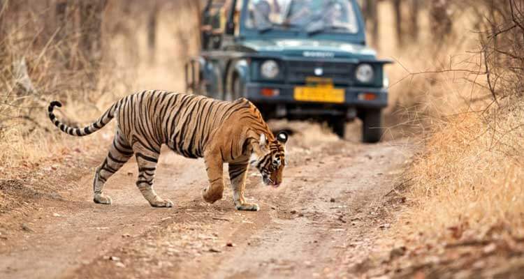 Delhi Jaipur Agra with Ranthambore & Kuno National Park