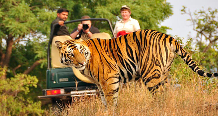Delhi Jaipur Agra with Wildlife Fun 9 Days 8 Nights