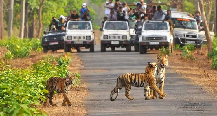  Delhi Agra Jaipur with Jim Corbett