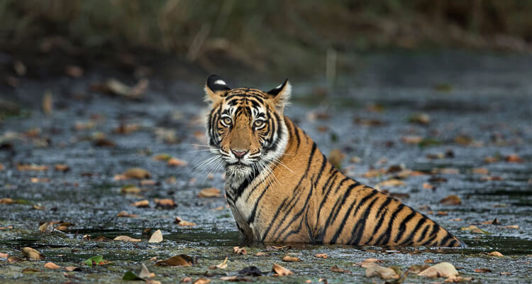 Same Day Jaipur Ranthambore Tour