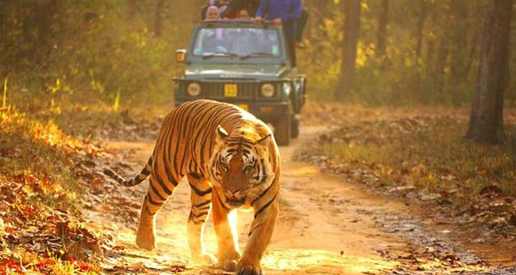 Tiger Tour with Delhi Jaipur and Agra